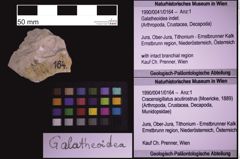 Foto (Objekt + Etiketten) von Galatheoidea indet. (NHMW-GEO-1990-0041-0164)